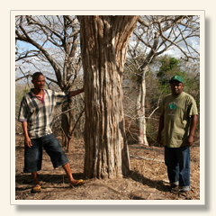 Mpingo Tree (African Blackwood)
