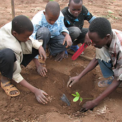 planting-mpingo-seedlings.png
